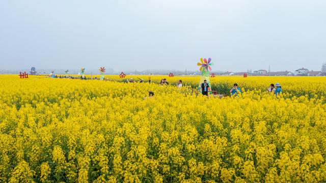 岳阳君山良心堡油菜花田 岳阳旅游 岳阳油菜花田 岳阳君山自然风光 岳阳君山旅游 岳阳油菜花种植