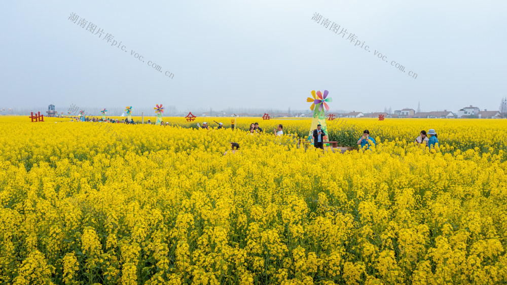岳阳君山良心堡油菜花田 岳阳旅游 岳阳油菜花田 岳阳君山自然风光 岳阳君山旅游 岳阳油菜花种植