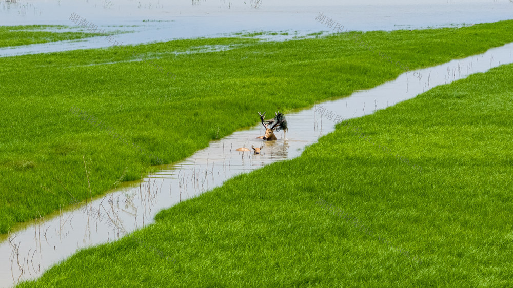 湖南岳阳 洞庭湖生态保护区 洞庭湖麋鹿保护站 鹿 野生动物 野生麋鹿 野生麋鹿保护基地 麋鹿活动 湖区湿地 麋鹿养殖 保护野生动物 成群麋鹿 麋鹿奔跑 大自然 麋鹿 雄鹿 公鹿 鹿群 群鹿 自然保护区 野外野鹿 国家保护动物 生态保护 珍稀保护动物 湿地保护区麋鹿 奔跑的麋鹿群 哺乳动物