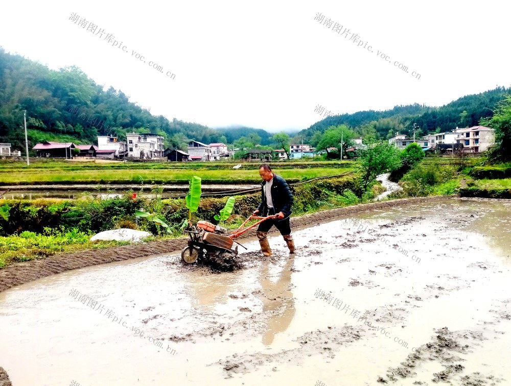 耙田 村民 秧田