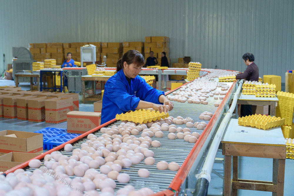 农业 蛋鸡产业 鸡蛋