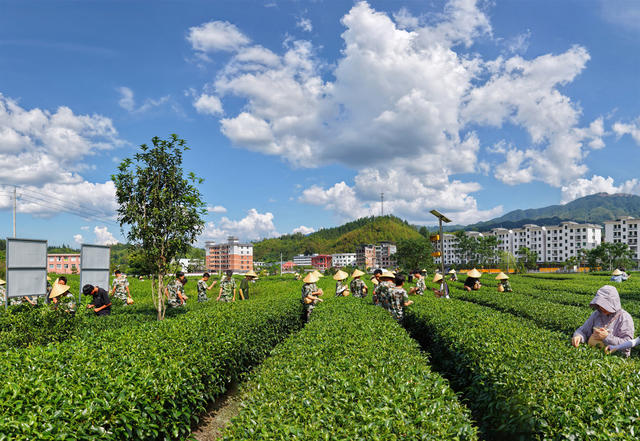 桂东、桥头乡、玲珑王茶叶基地、采茶、乡村振兴