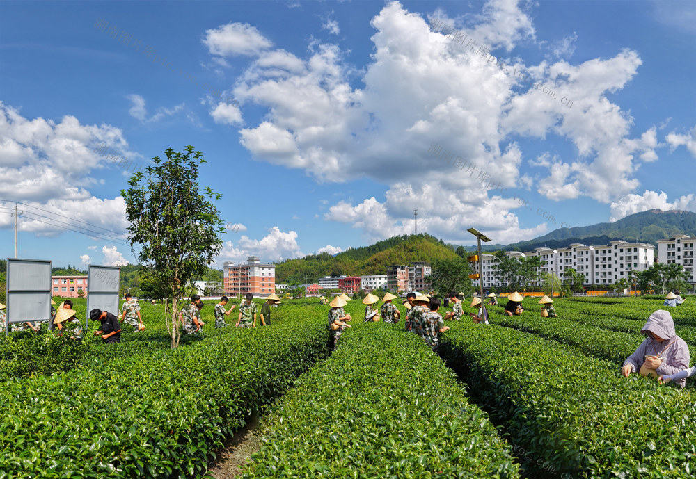 桂东、桥头乡、玲珑王茶叶基地、采茶、乡村振兴