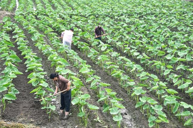 香芋管护促丰收