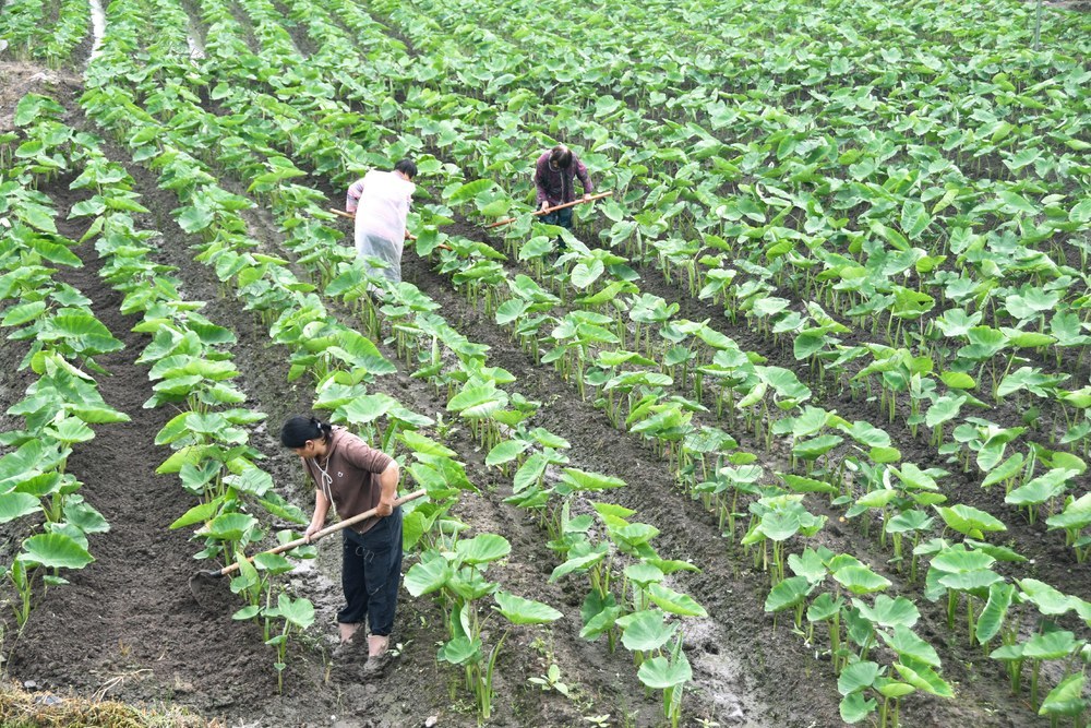 香芋管护促丰收