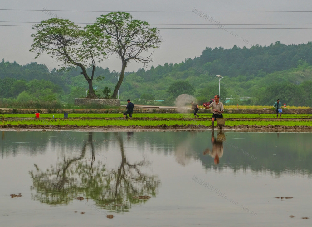 湖南道县：田园春耕曲