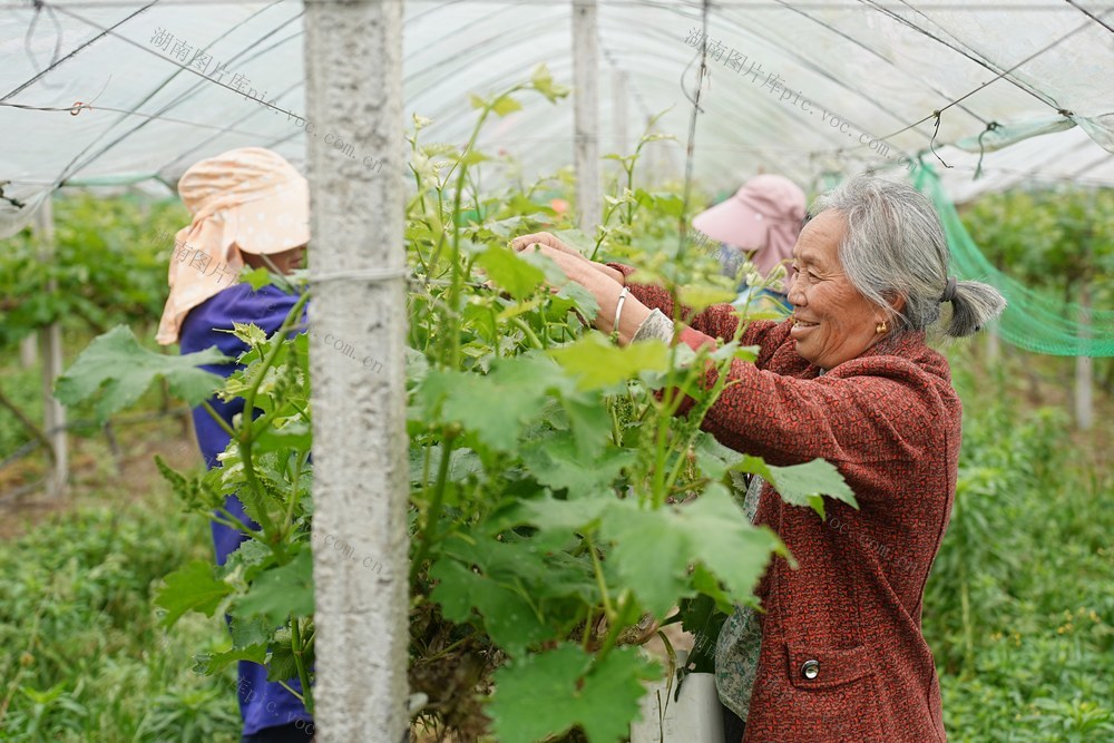 葡萄、水果、产业、农业、乡村振兴
