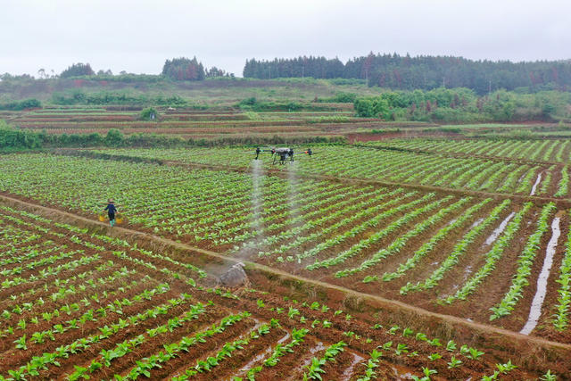 嘉禾：飞防作业促生产