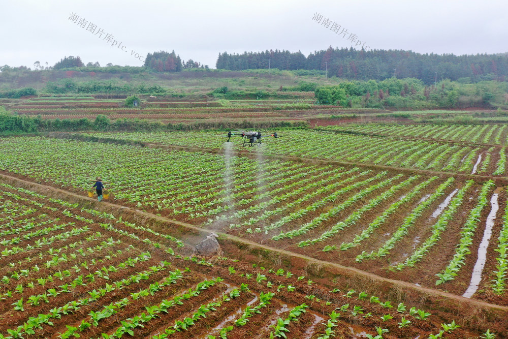 嘉禾：飞防作业促生产