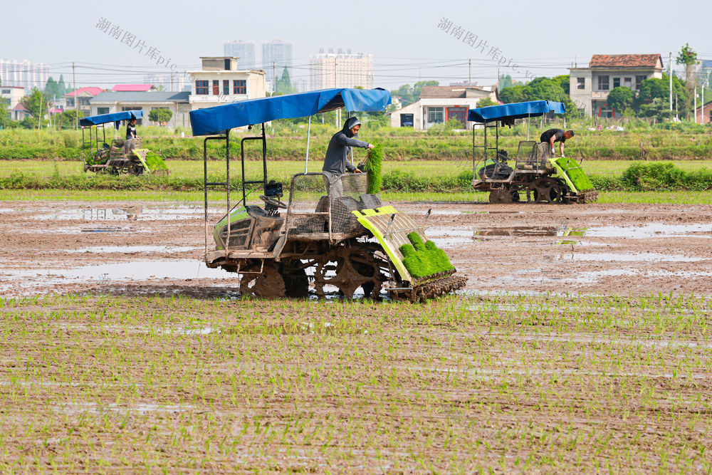 农户  村民  农业  农田  早稻  插秧  无机   智能  北斗   水稻 秧苗     