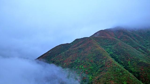 湖南 常宁 九龙关 云雾 杜鹃 美景
​