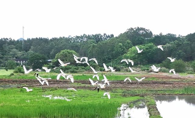   生态美 鹭鸟飞