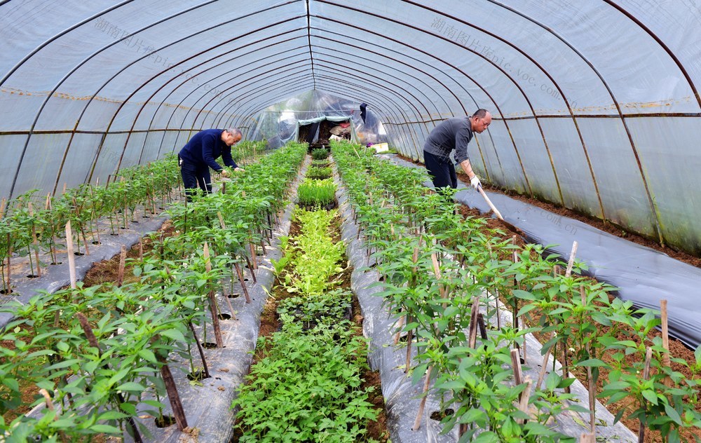 谷雨 农事 农民 春种