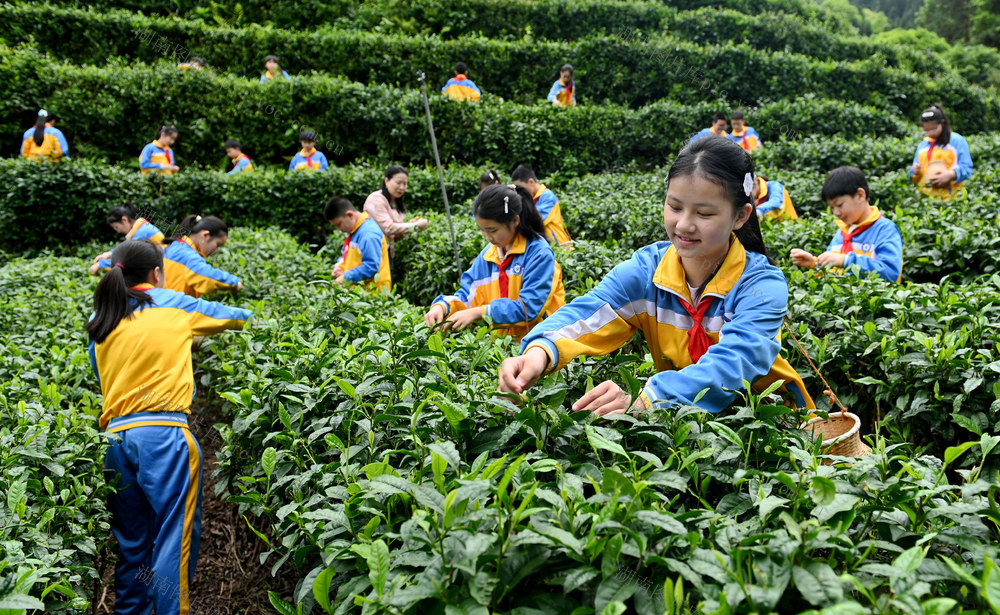 采茶,学生,劳动,实践,劳作,茶园,劳动课,教育,学校,,基地