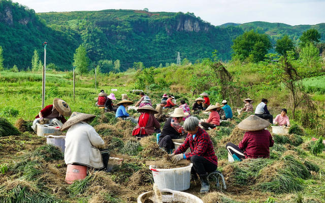 麦冬采收促增收