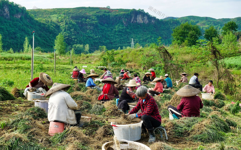 麦冬采收促增收