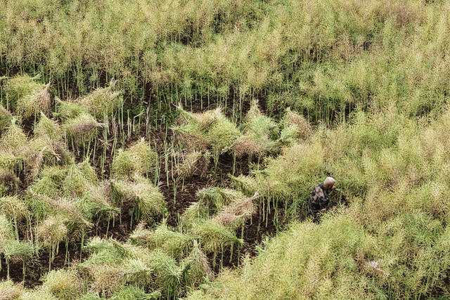 嘉禾：油菜成熟收割忙