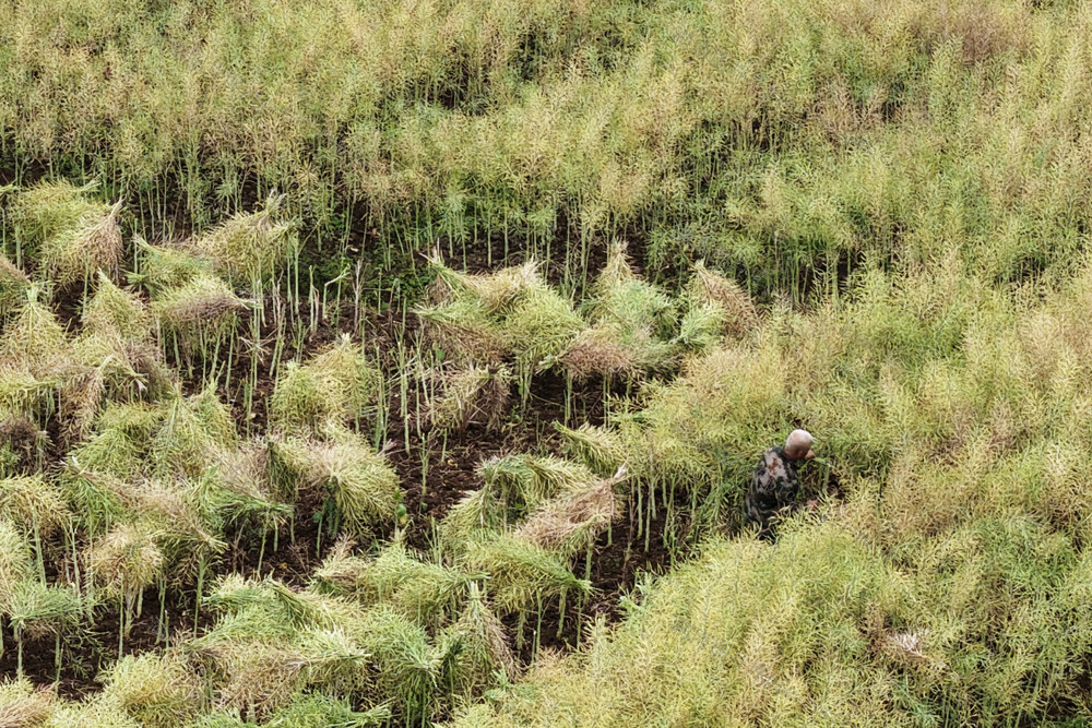 嘉禾：油菜成熟收割忙