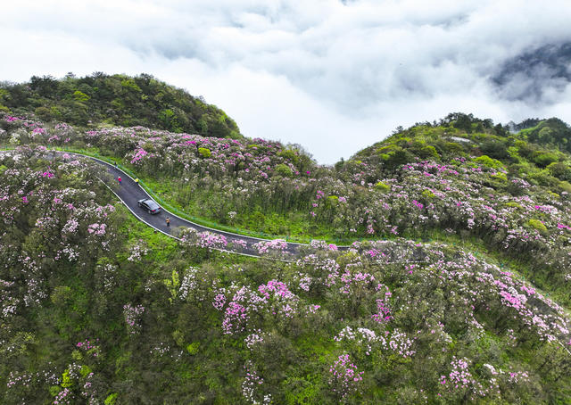 杜鹃花  阳明山国家森林公园  野生杜鹃  文化+旅游 文化+科技 