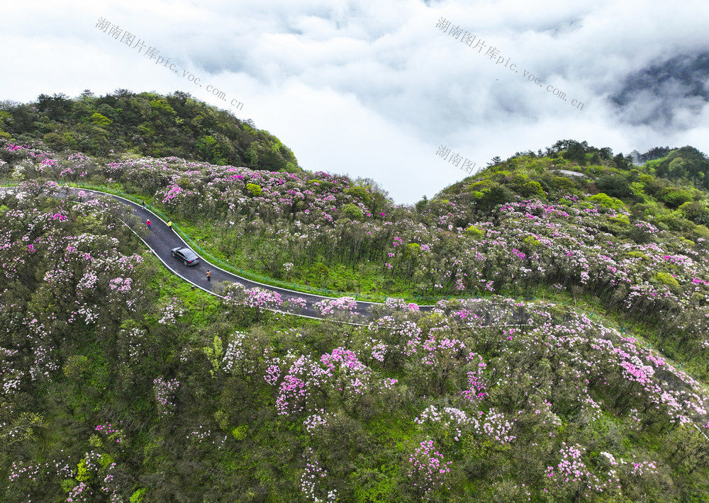 杜鹃花  阳明山国家森林公园  野生杜鹃  文化+旅游 文化+科技 