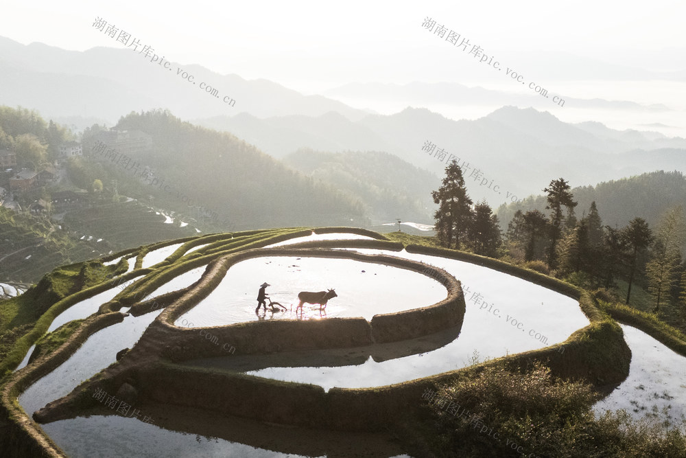 新化 梯田 紫鹊界 春耕 备耕 农事