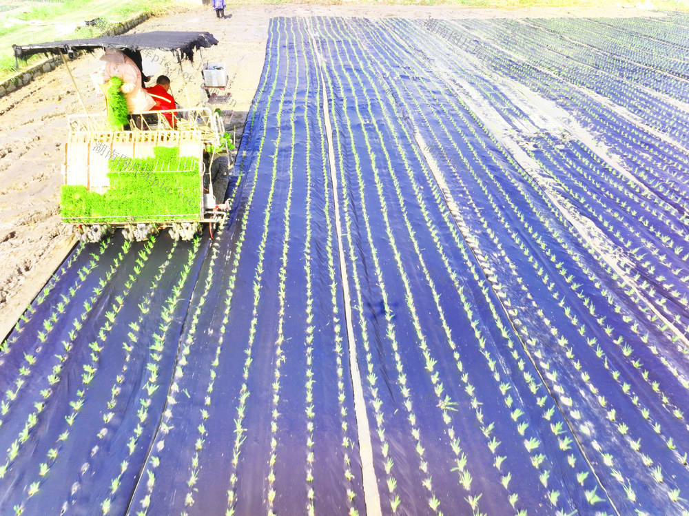 科技  农业  全生物基  降解地膜  水稻种植  覆膜栽培