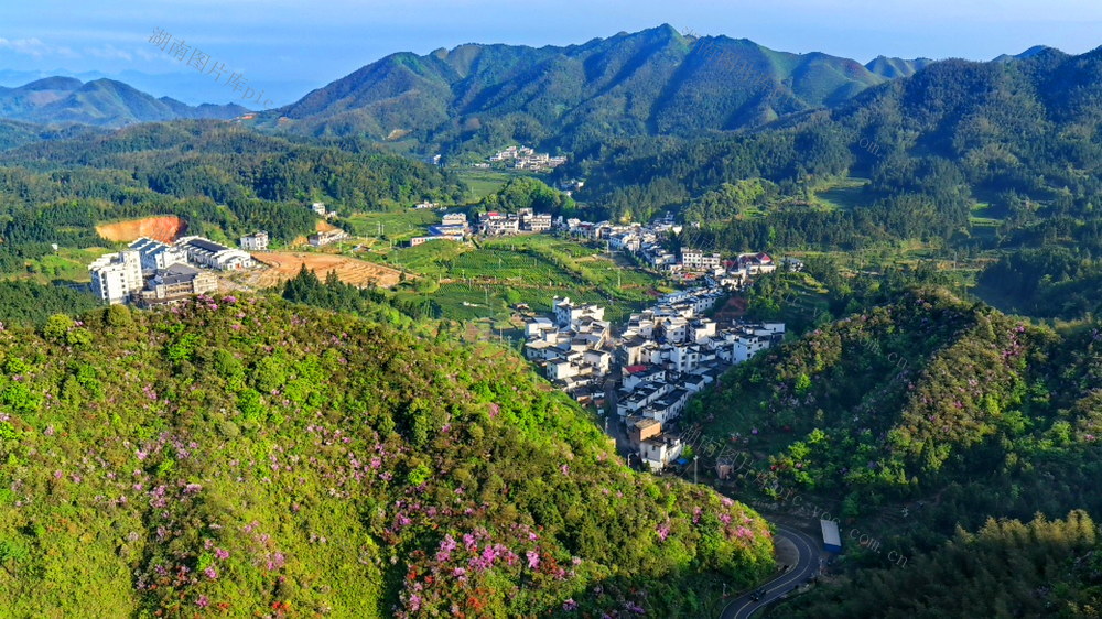 杜鹃  花开  村庄美