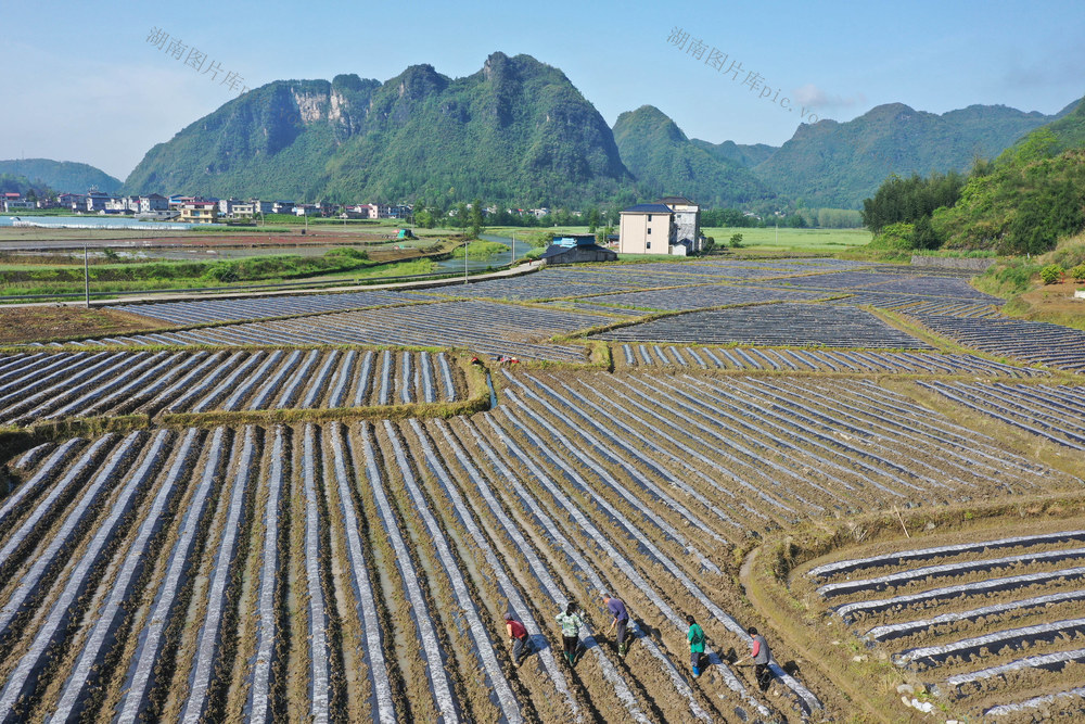 湖南，龙山，暮春，田园，晨雾，风光，劳作，画卷