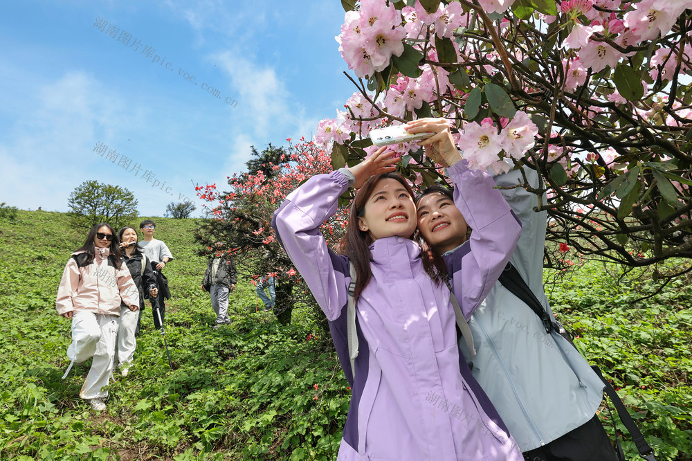 临武县：杜鹃花开引客来