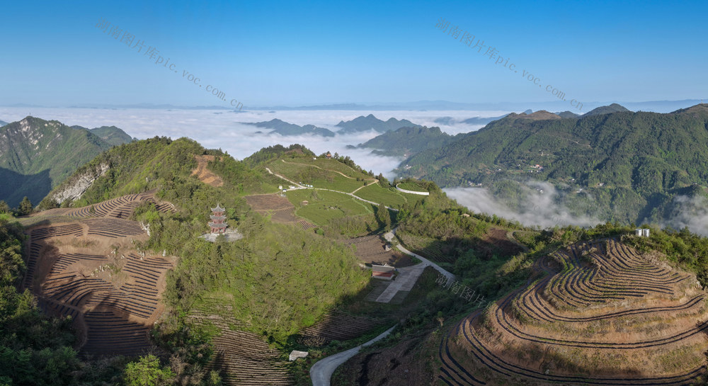 桑植  茶园风景