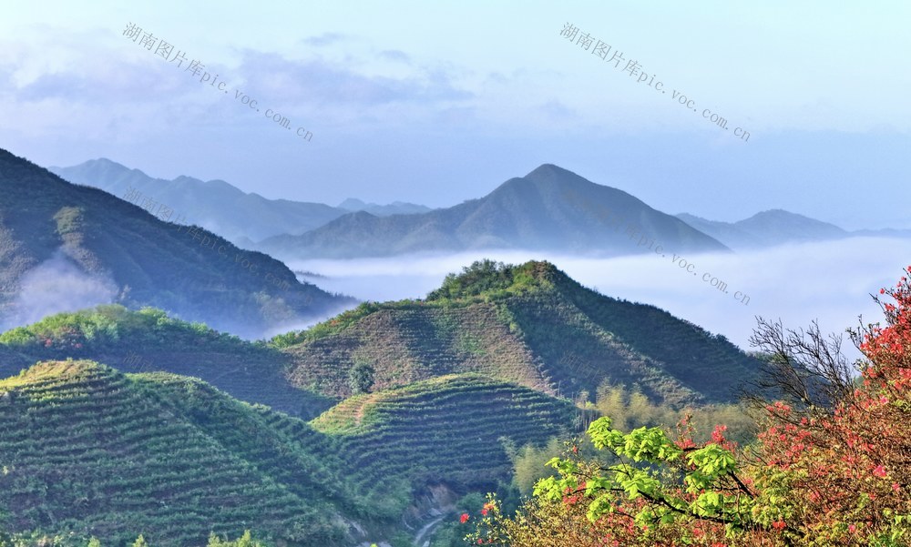 湖南 常宁  塔山 茶园 茶叶 杜鹃 云雾 美景