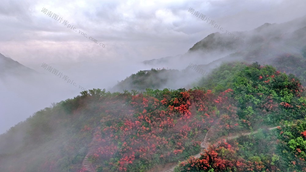 湖南 常宁 天堂山 云雾 杜鹃 美景