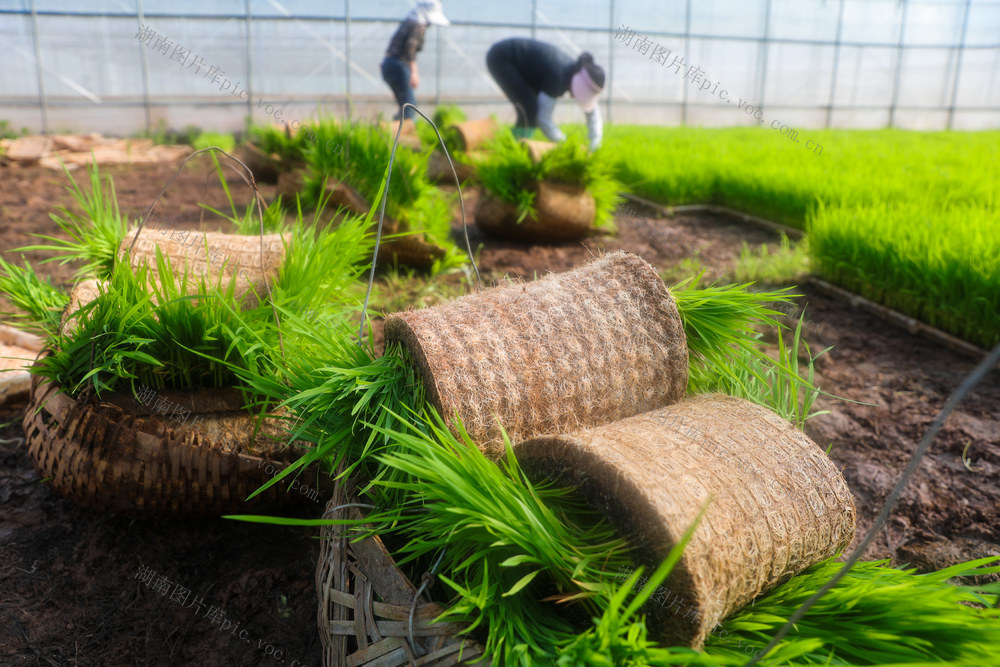 谷雨 早稻 插秧
