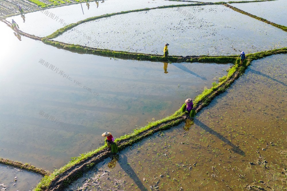 谷雨  抛秧  机械  粮食生产  早稻  春插