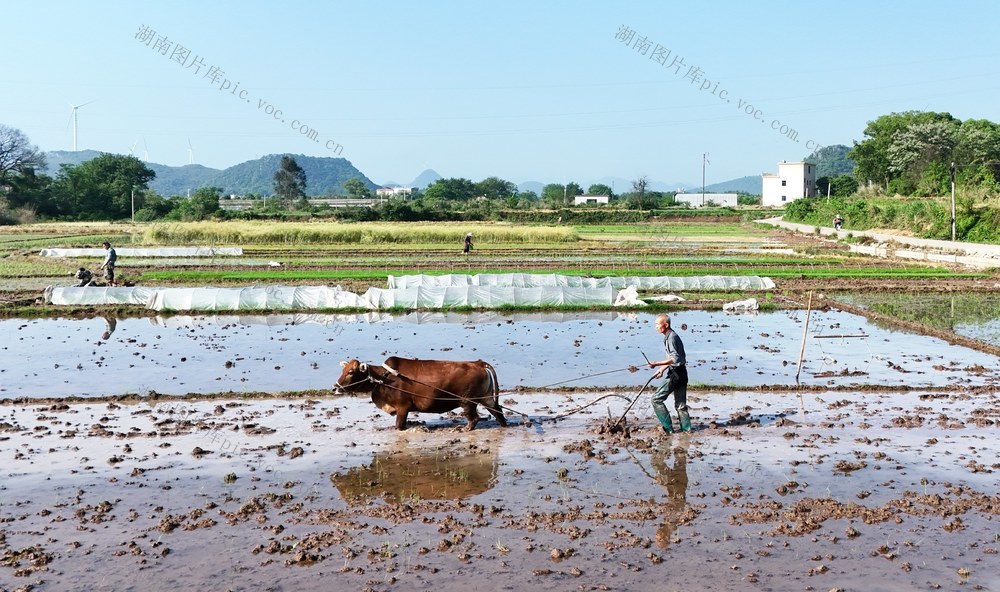 谷雨将至农事忙