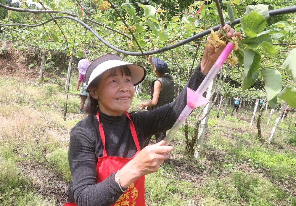 猕猴桃花开   果农授粉忙