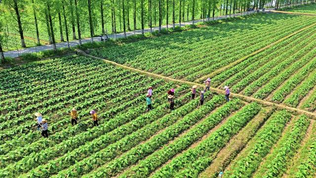 湖南 常宁 农民 除草 培土 起秧