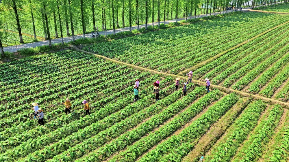 湖南 常宁 农民 除草 培土 起秧