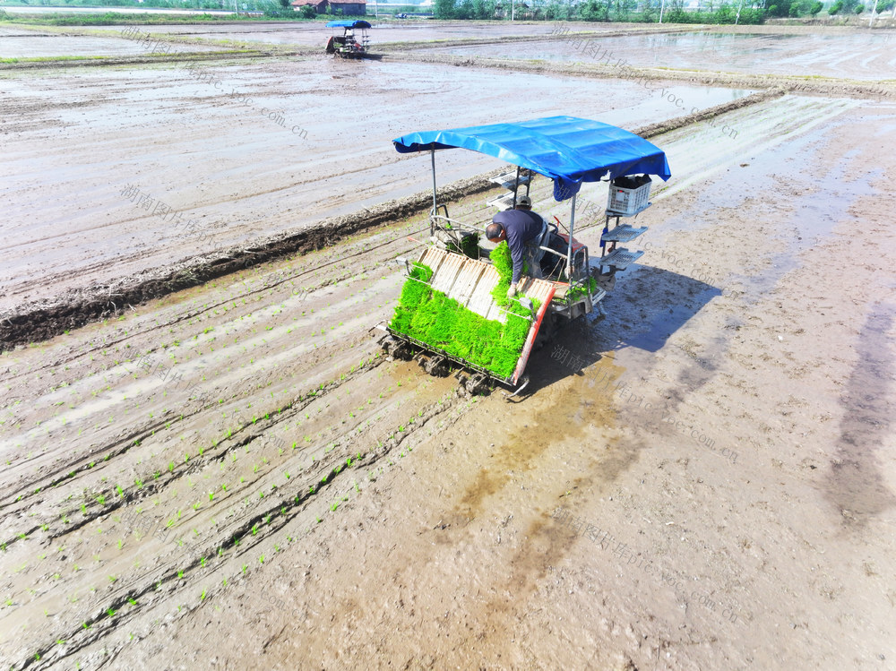 二十四节气  谷雨  春耕  早稻生产  秧苗移栽  插秧机