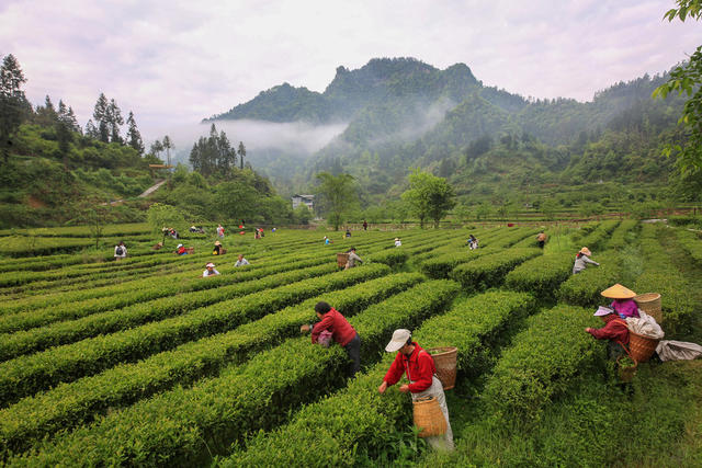 湖南，龙山，采摘，谷雨，新茶，上市，增收