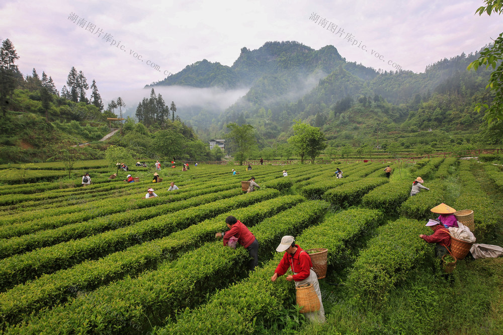 湖南，龙山，采摘，谷雨，新茶，上市，增收