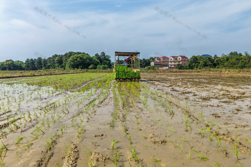 湖南道县：早稻机插忙 春耕添动能