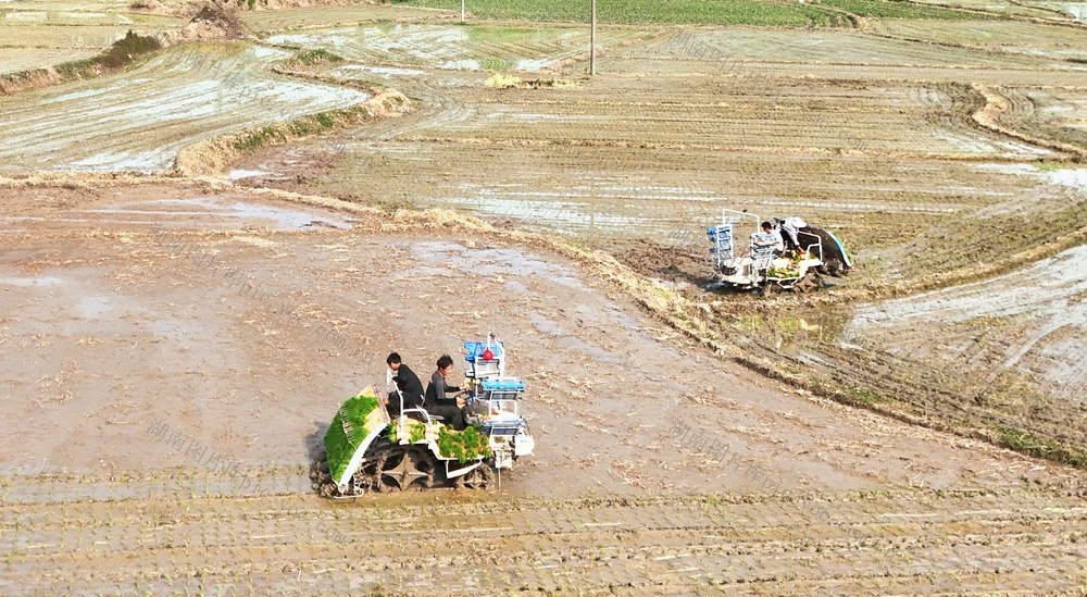  谷雨来临农事忙