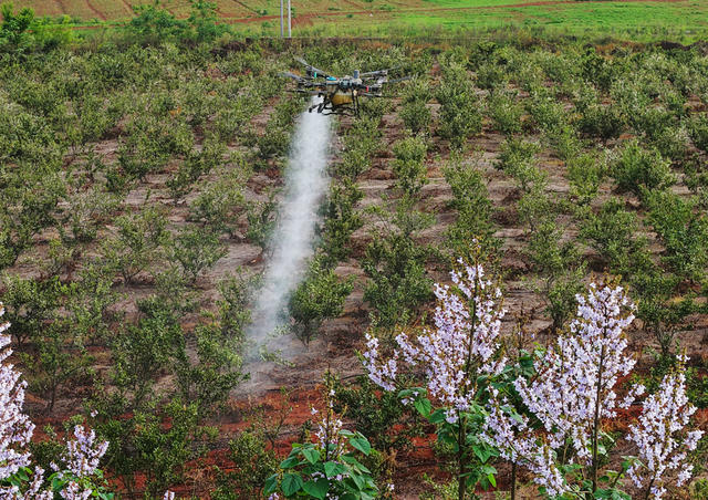 嘉禾：果树施肥保增收