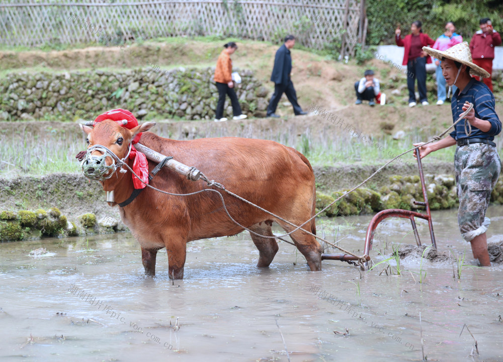 湖南桂东、畲族三月三、开耕节、汉畲同心、民族团结、乡村振兴