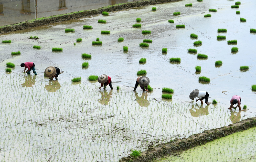 谷雨，节气，插秧，春耕，早稻，秧苗，农时，忙碌，田间，农耕，农业，农民