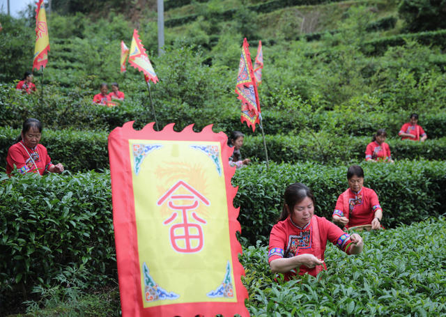 谷雨、畲族、畲山茶、谷雨茶（雨前茶）、蓝姑济世、畲乡民俗、高山春茶、采茶、雨前灵芽、山哈文化、非遗茶俗