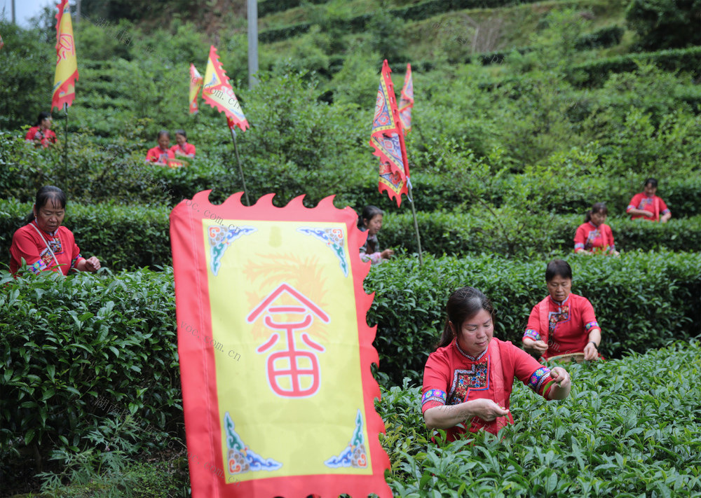 谷雨、畲族、畲山茶、谷雨茶（雨前茶）、蓝姑济世、畲乡民俗、高山春茶、采茶、雨前灵芽、山哈文化、非遗茶俗
