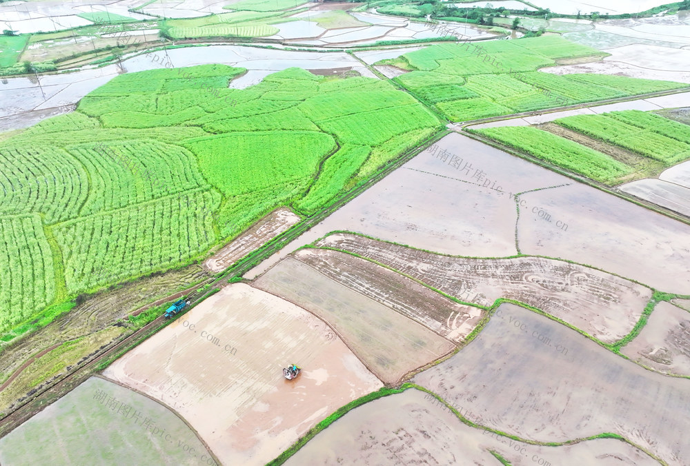 谷雨 早稻 插秧