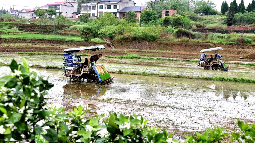 农机  安全   机插机抛